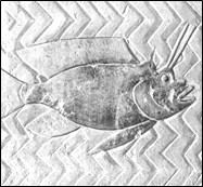 29. Striated Frogfish